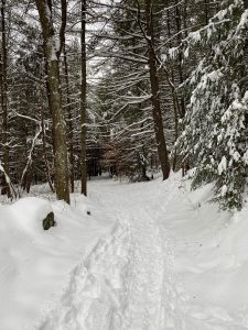 Path through the snowy woods