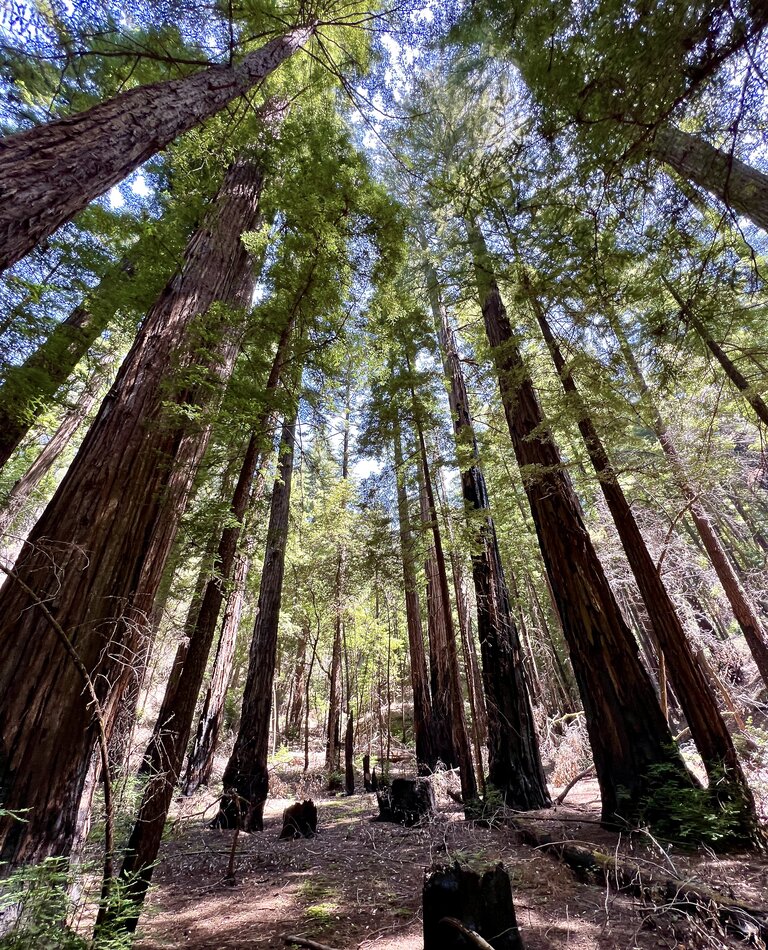 Giant Sequoias